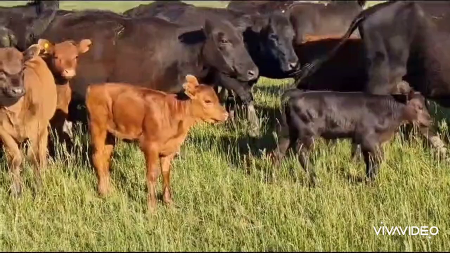 Lote 34 Vacas CUT con cría en Tapalqué, Buenos Aires