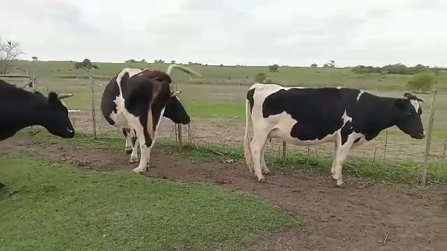 Lote VACAS INDUSTRIA