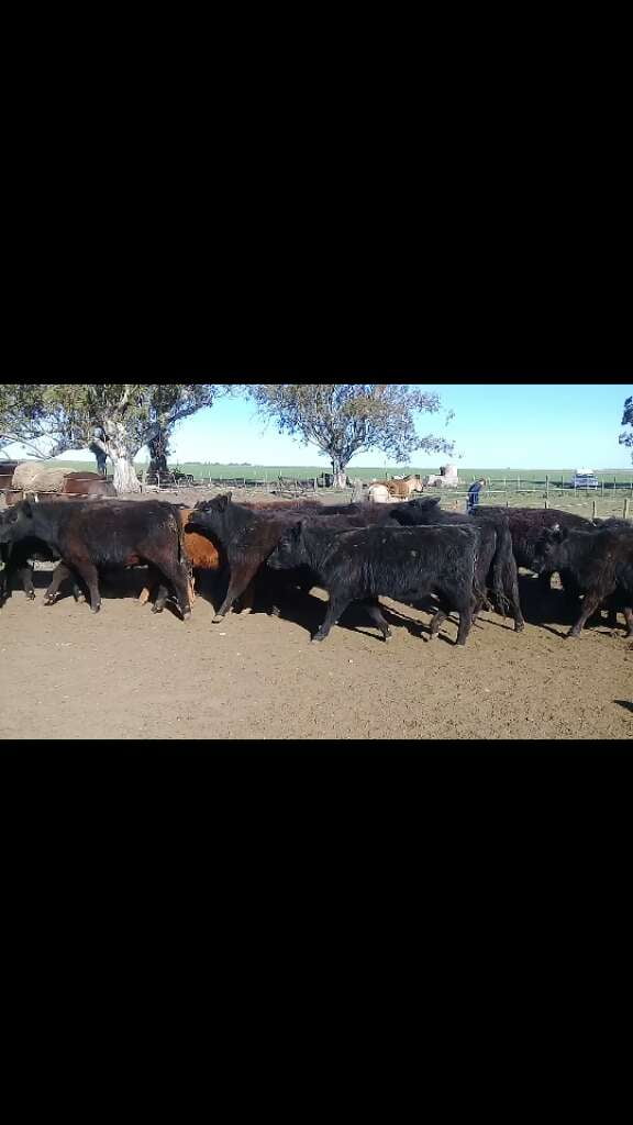 Lote 30 Novillitos y vaquillonas en Benito Juárez, Buenos Aires