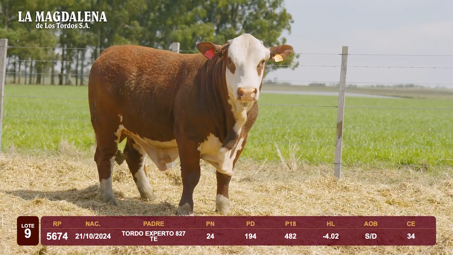 Lote Lote 9 - Braford
