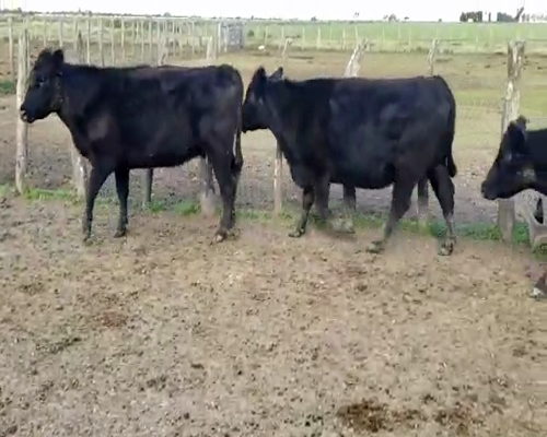 Lote 26 Vacas de invernar en Villaguay, Entre Ríos