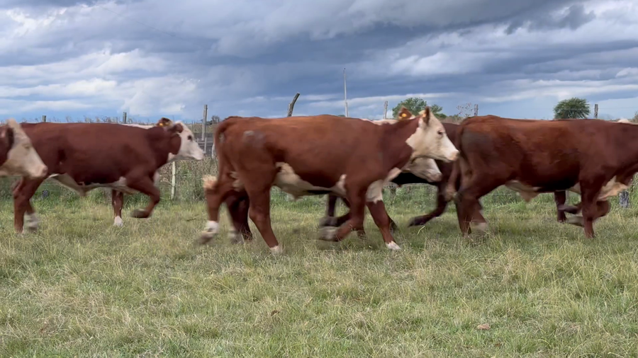 Lote 50 Novillos en Corrientes, Curuzú-Cuatiá