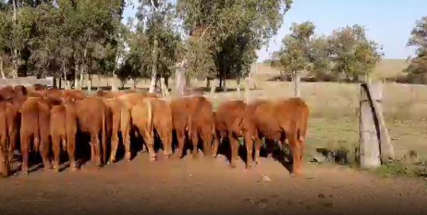 Lote 70 Terneros en Cerro Largo