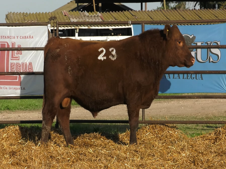 Lote TOROS ANGUS COLORADOS PC