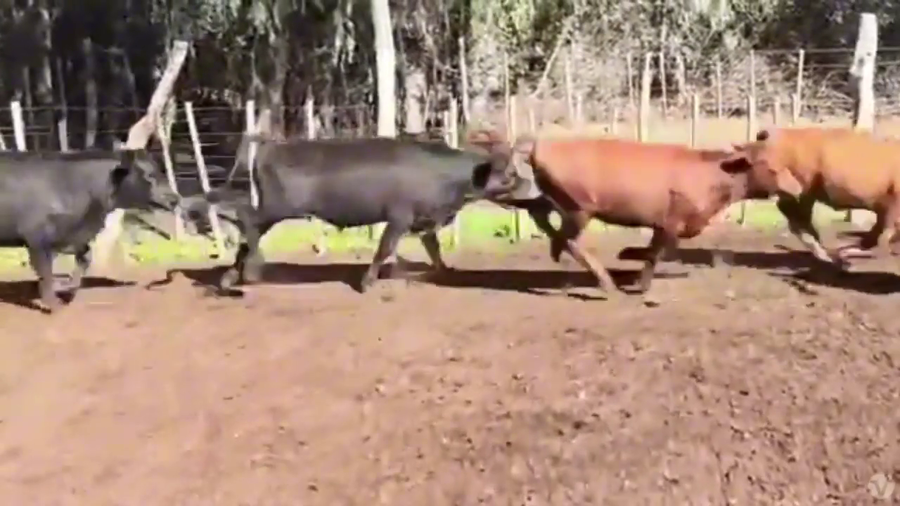 Lote 100 terneros/as