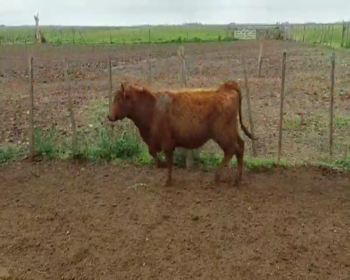 Lote 65 Novillitos en Verónica, Buenos Aires