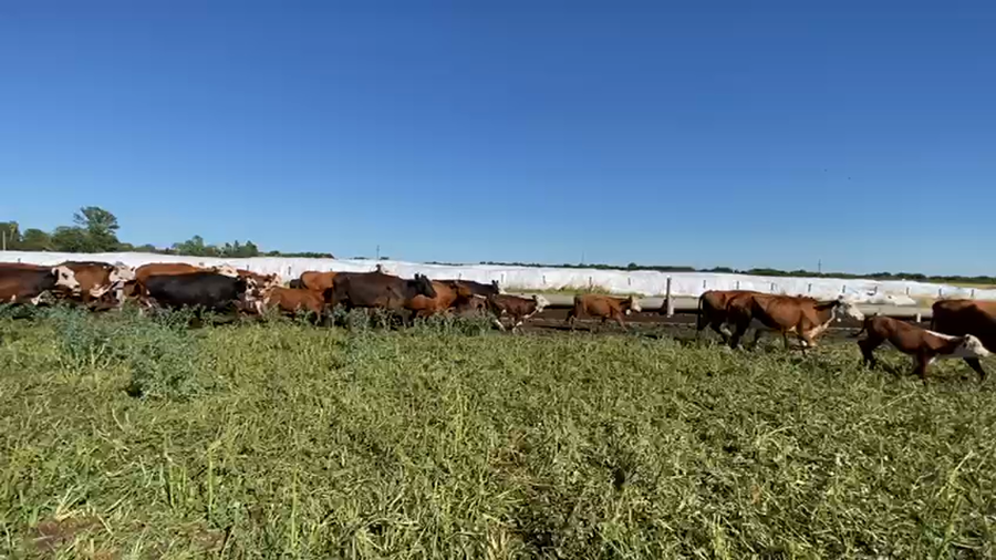 Lote 100 Vacas Usada con Cría en Victoria - Entre Ríos