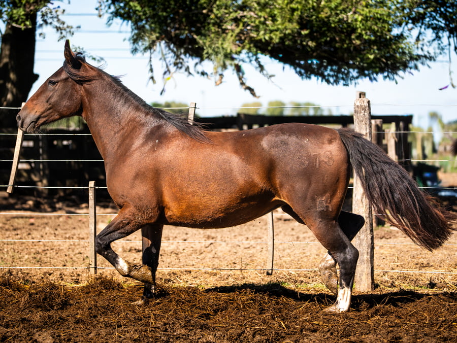 Lote CINCO-AR LA RAQUEL