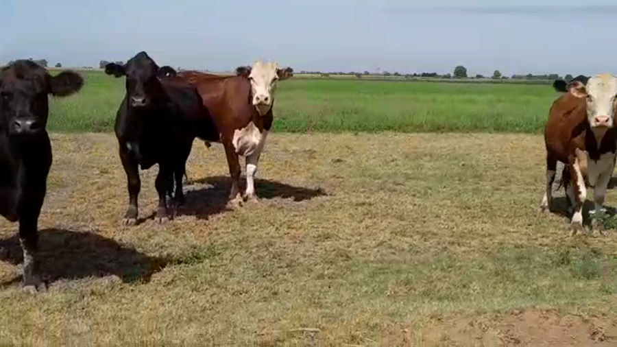Lote 15 Novillos Cruzas Británicas en Llambi Campbell, Santa Fe