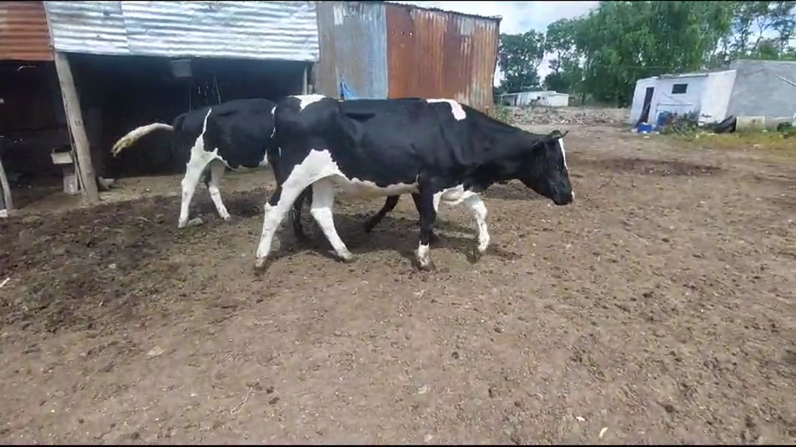 Lote 7 Terneras Holando a remate en Ultima Pantalla del Año - Escritorio Camy en Carretero