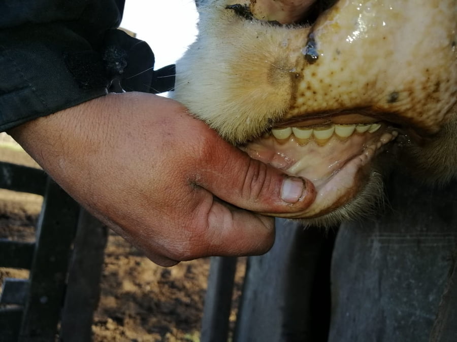 Lote 34 Vacas usadas preñadas en Daireaux, Buenos Aires