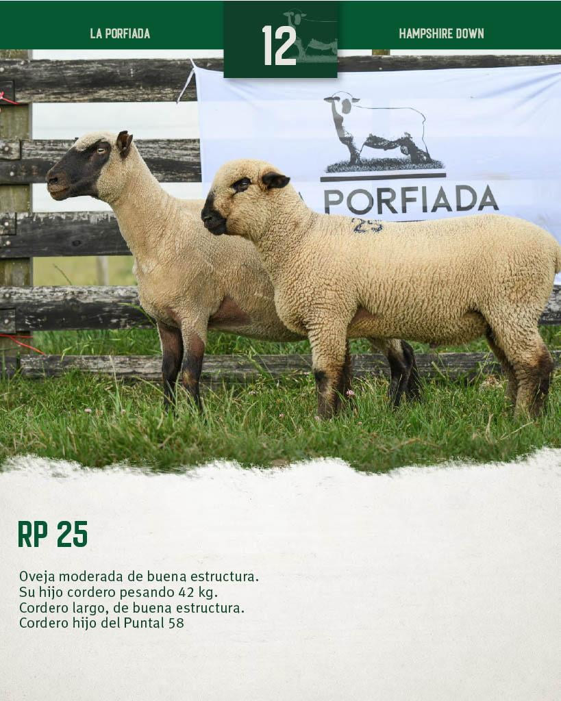 Lote Ovejas a remate en 4º Genetica Productiva, Florida