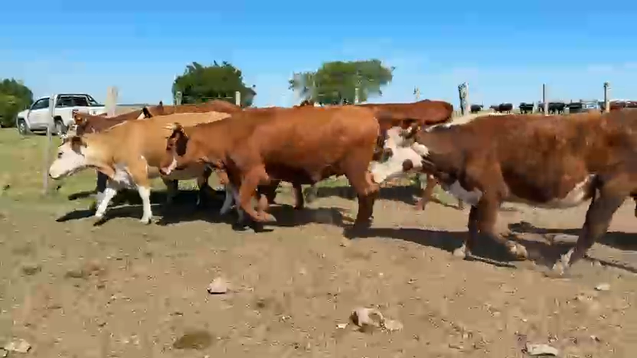 Lote VAQUILLONA PREÑADAS