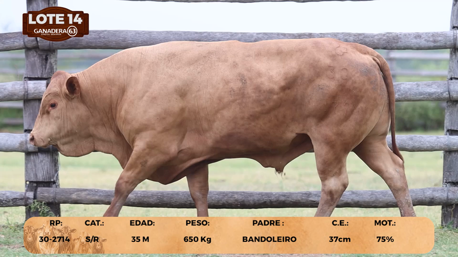 Lote LOTE 14