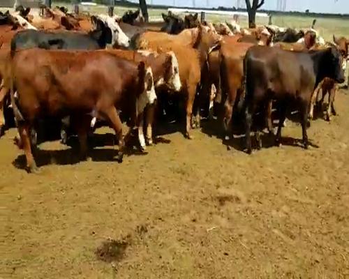 Lote 80 Terneros/as en Entre Ríos, Villaguay