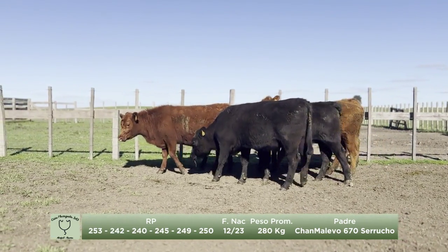 Lote Lote 3 - Maragata SAS