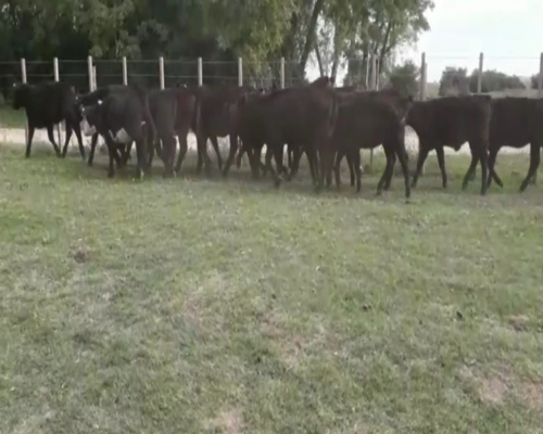 Lote Terneras