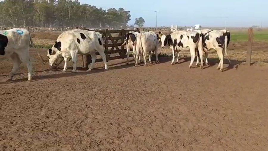 Lote Adeco Agropecuaria