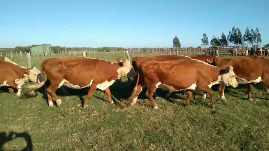 Lote 100 Vacas de invernar