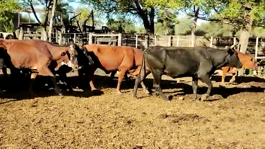 Lote 58 Vacas de invernar en Sachayoj, Santiago del Estero