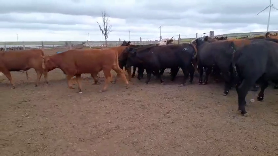 Lote 70 Novillos