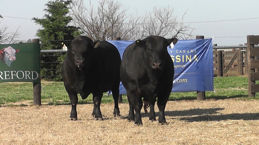 Lote TOROS ANGUS PP