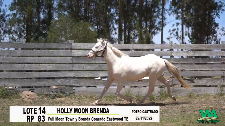 Lote HOLLY MOON BRENDA