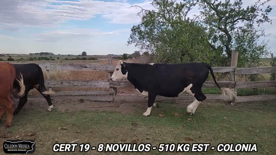 Lote 8 Novillos 1 a 2 años en Tarariras, Colonia