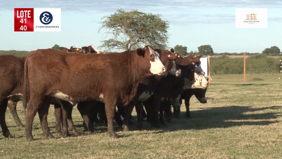 Lote Vaquillas Braford Generales-Preñadas IATF (17-12-2021) y Servicio Colectivo (27/12/21 al 05/02/22)