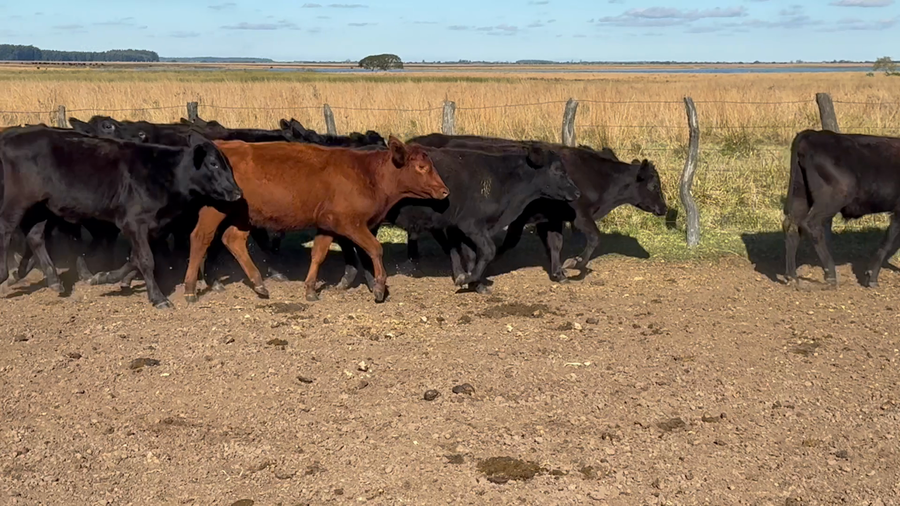 Lote 68 Terneros en Corrientes, Goya