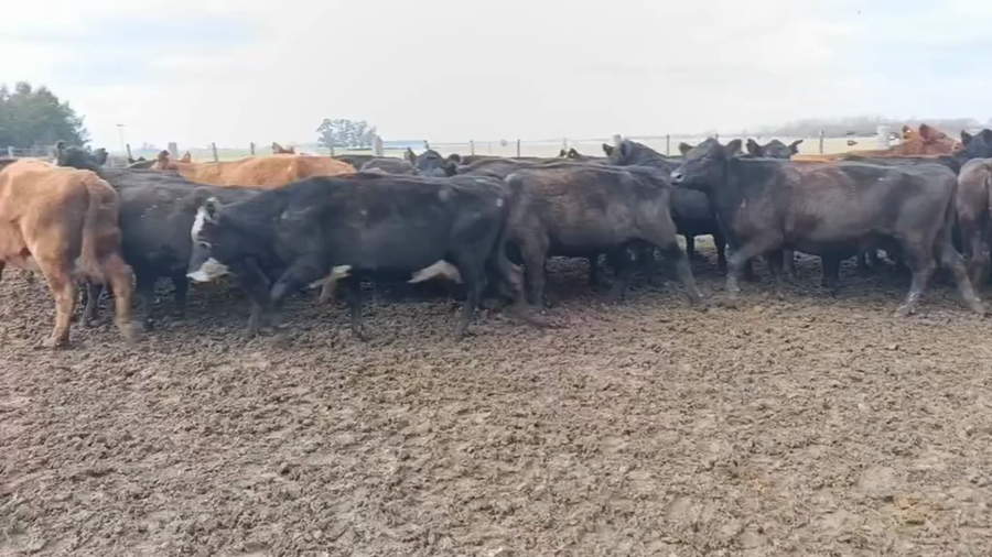 Lote 35 Vacas CUT preñadas