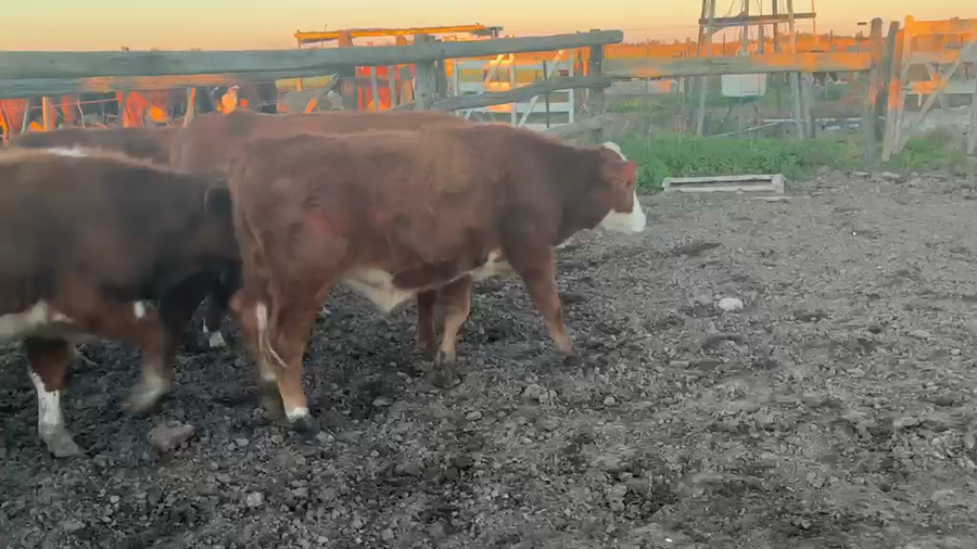 Lote 8 Novillitos Cruza en Tacural, Santa Fe