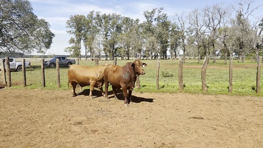 Lote Toros Brangus de "San Simon"