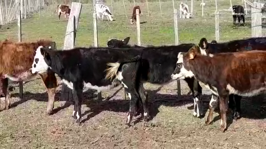 Lote TERNERAS