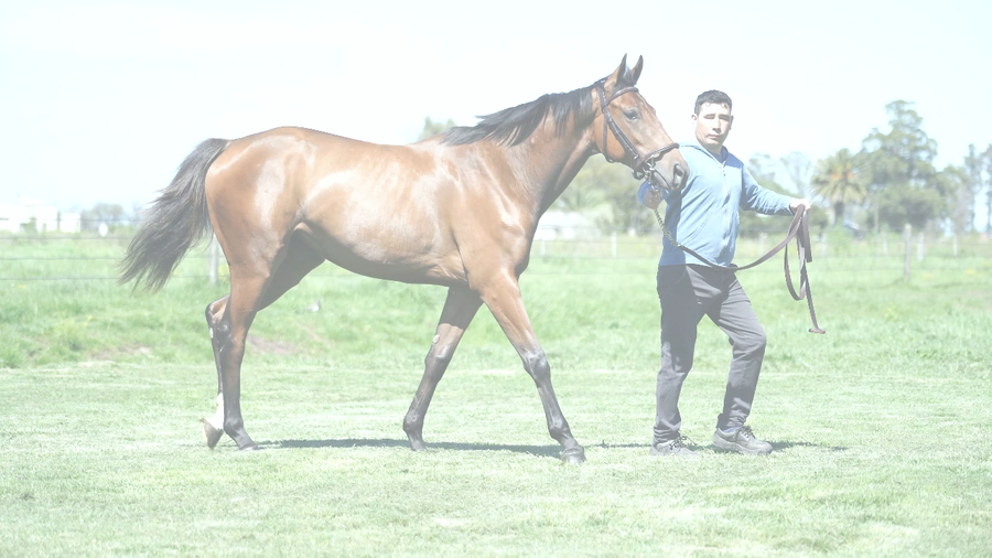 Lote BIJOU NIK (NICODEMUS -  MISS NICE BIJOU)