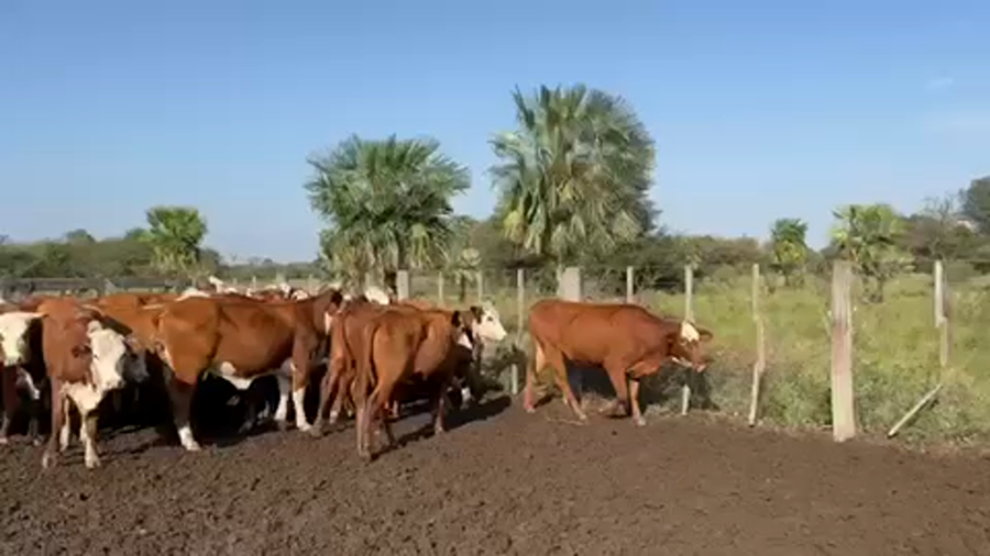 Lote 56 Vaquillonas preñadas en Pto. Eva Perón, Chaco