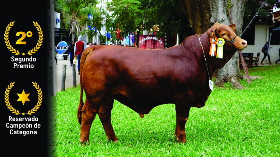 Lote Brangus a Bozal Expo 2022 RP 2861- Lote 14