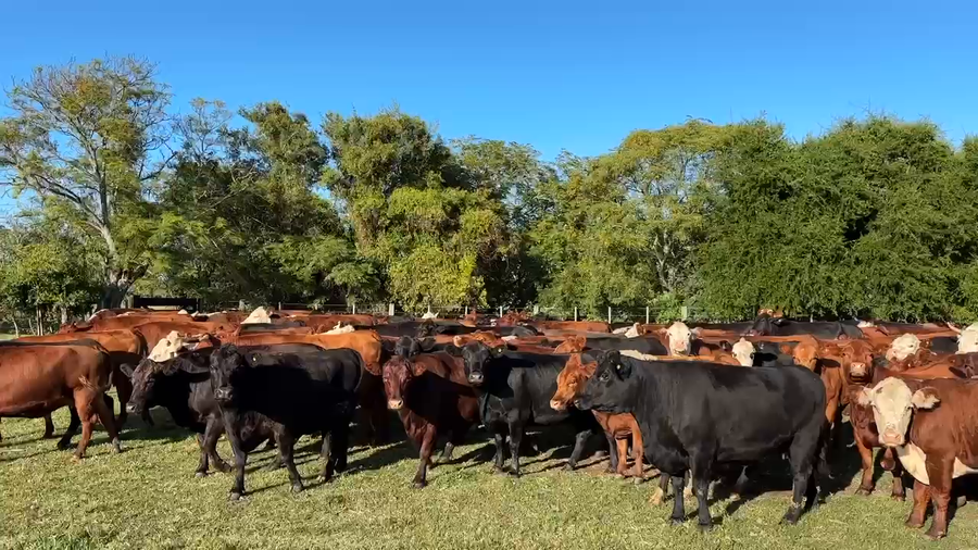 Lote 171 Vacas nuevas C/ gtia de preñez