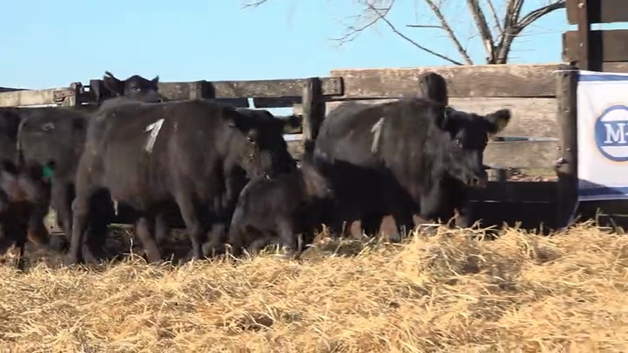 Lote Vaquillas  con Crias Me Ken