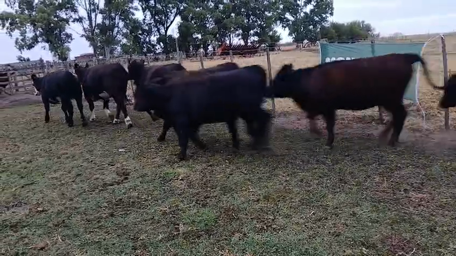 Lote 27 Vaquillonas EN ARBOLEDAS