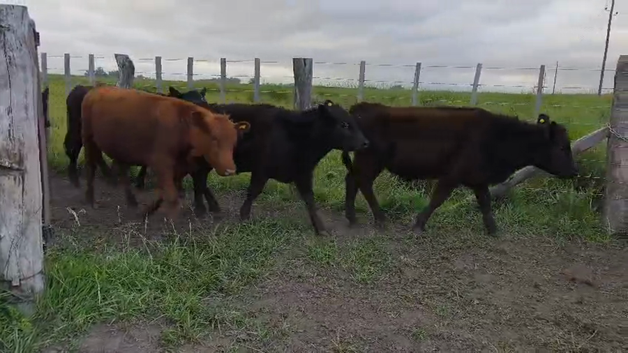 Lote 70 Novillitos