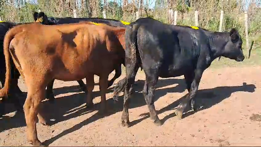 Lote 14 (7 vaquillonas- 7 vacas) preñadas
