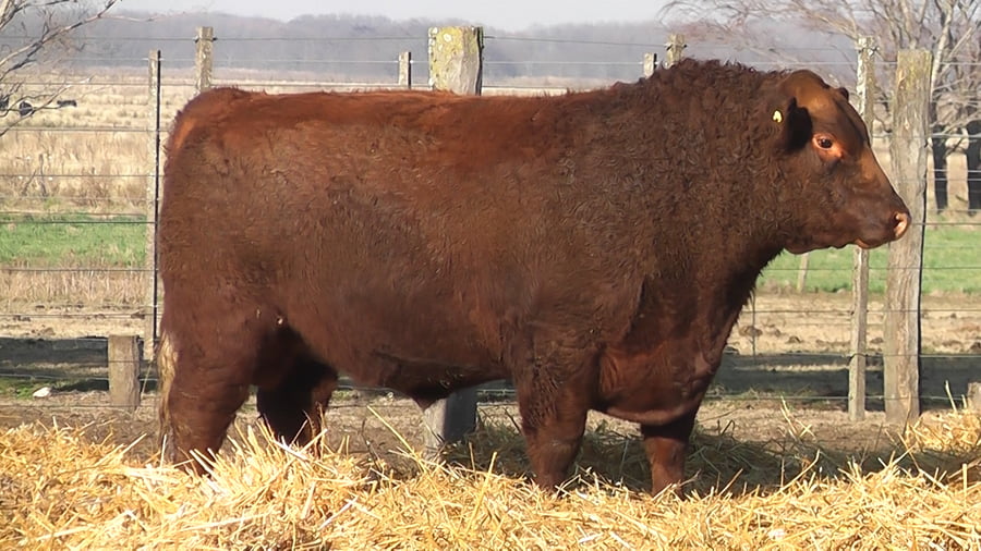 Lote TOROS PUROS POR CRUZA