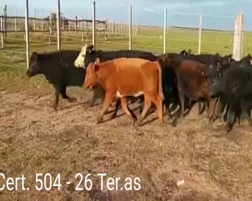 Lote (Vendido)26 Terneras 23 AA - 1RAHE - 2 AA/ HE      a remate en Remate virtual de Coco Morales & Asoc. 168kg -  en CAMINO VECINAL CUCHILLA DEL PERDIDO A 40 KM      DE CARDONA - SORIANO