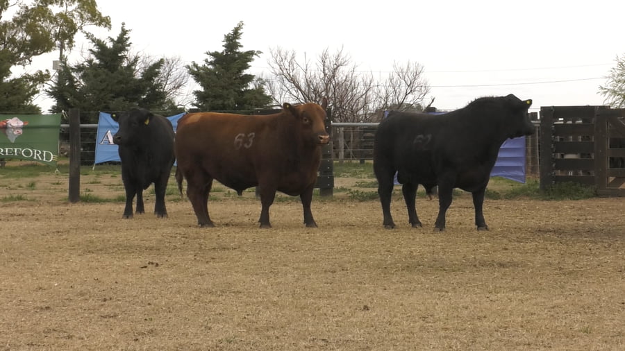 Lote TOROS ANGUS PUROS CONTROLADOS