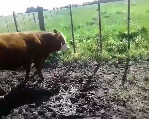 Lote 18 Terneros/as en Laprida, Buenos Aires