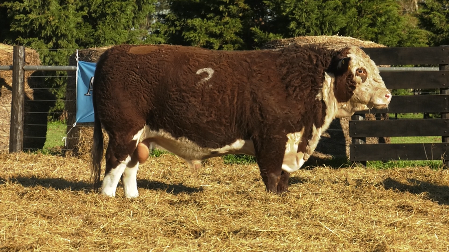 Lote TOROS P. HEREFORD PURO REGISTRADO