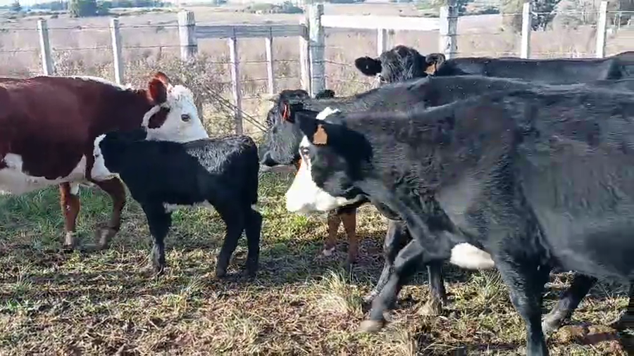 Lote 24 Piezas de cría Cruzas a remate en Pantalla Camy 350kg -  en Ruta 23 Km 122