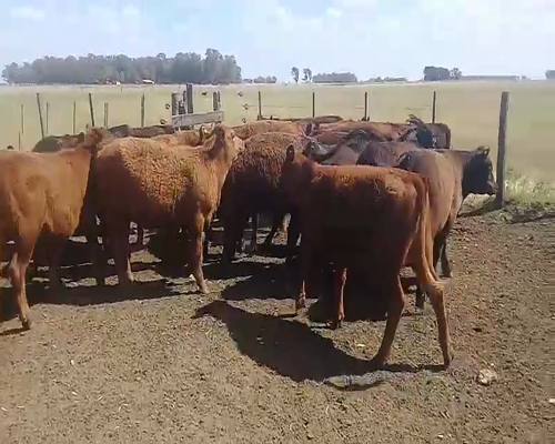 Lote 26 Terneros/as en Benito Juárez, Buenos Aires