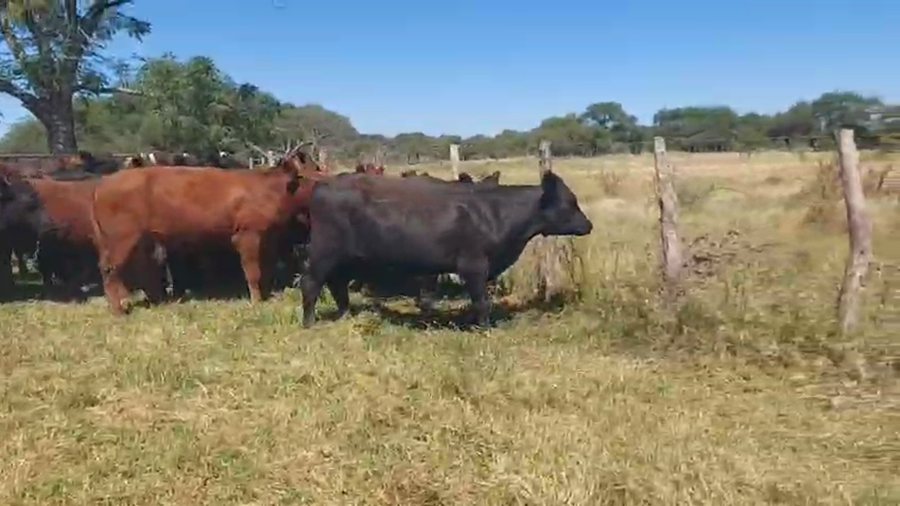 Lote 26 Novillos